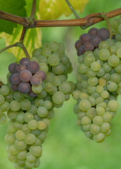 Mutation von Grauburgunder zu Weisburgunder ANT 0926